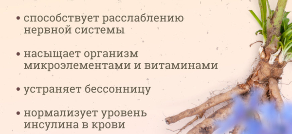 Влияет ли цикорий на потенцию у мужчин и как: польза и вред