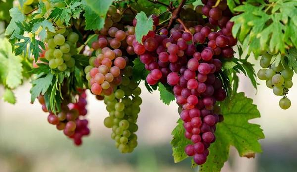 Виноград &mdash; полезный продукт для мужчин: влияние на потенцию и организм