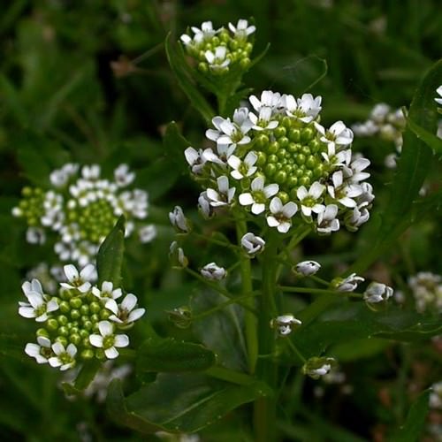 Ярутка &mdash; полезные свойства, вред и противопоказания для мужчин