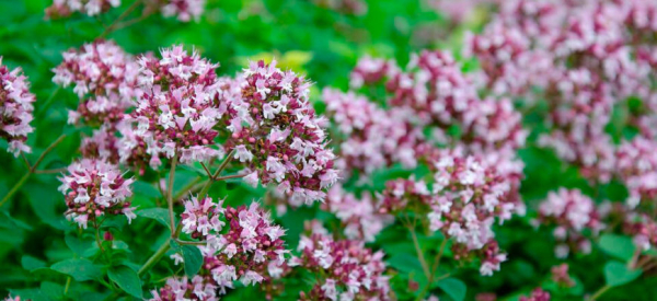 Влияние душицы на потенцию: польза и вред для мужчин