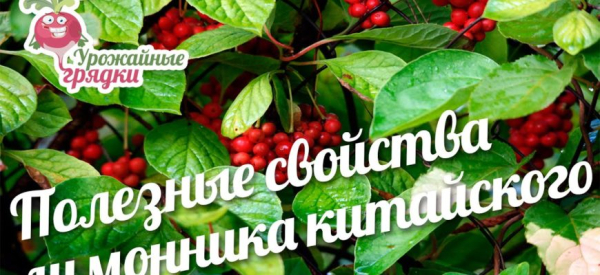 Лимонник и потенция: влияние растения на мужскую силу