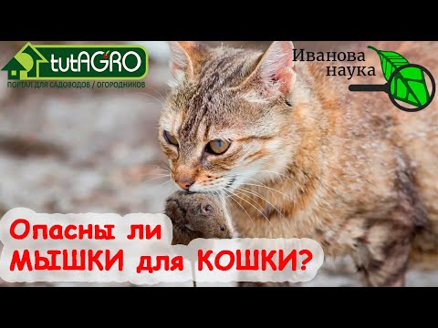 Что делать, если кот съел отравленную мышь