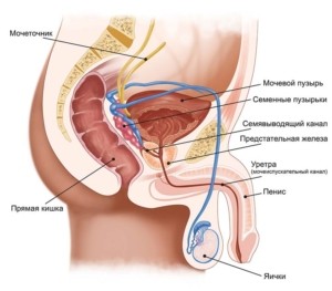 Простатит у детей &mdash; причины, симптомы, лечение и профилактика