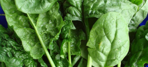 Шпинат для потенции мужчин: полезные свойства и противопоказания