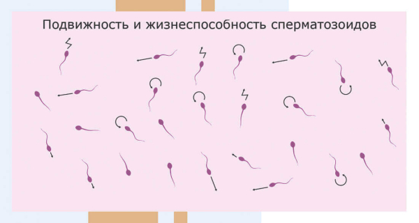 Продолжительность жизни сперматозоидов &mdash; от чего зависит, сколько составляет