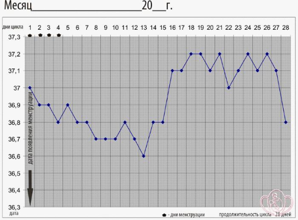 Базальная температура: график, фазы и нормы