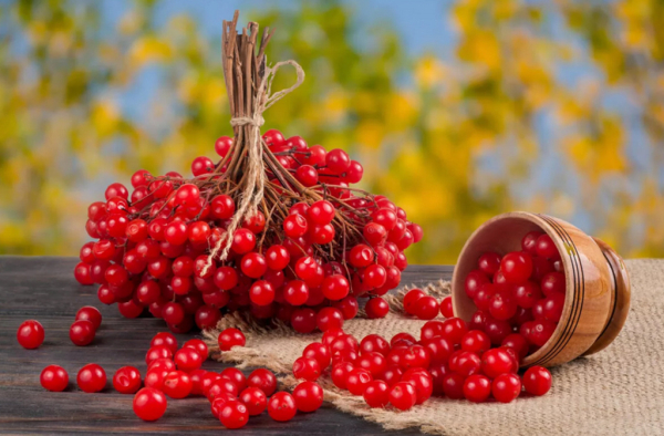 Польза и вред калины красной для здоровья и потенции мужчин