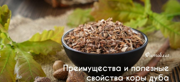 Кора дуба для потенции мужчин: полезные свойства и противопоказания