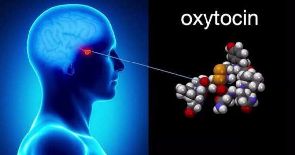 Окситоцин (oxytocin): что это такое, за что отвечает, как повысить его уровень в организме