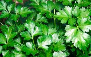 Мужская потенция и петрушка: ценность для сохранения половой силы