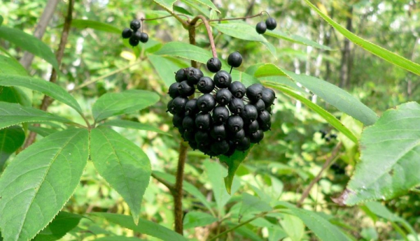 Элеутерококк &ndash; как принимать для повышения тестостерона и потенции