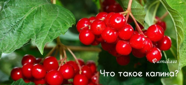 Польза и вред калины красной для здоровья и потенции мужчин