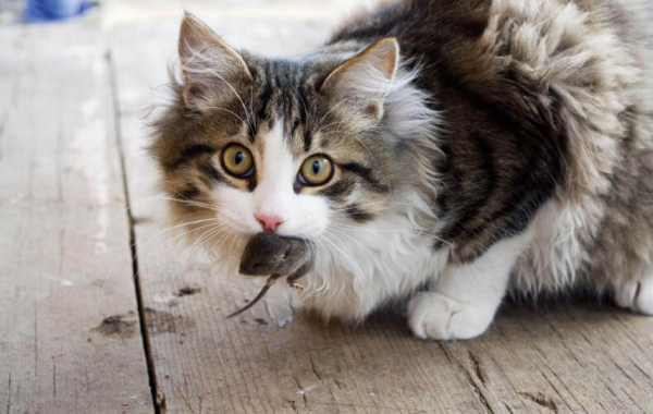 Что делать, если кот съел отравленную мышь