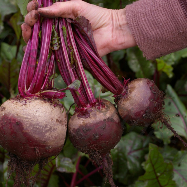 Свекла &ndash; как употреблять мужчине для хорошей эрекции