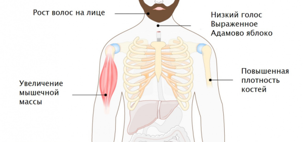 Топ-5 простых методов повышения уровня тестостерона у мужчин