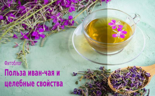 Принимать ли иван-чай при простатите и аденоме простаты и как он помогает?