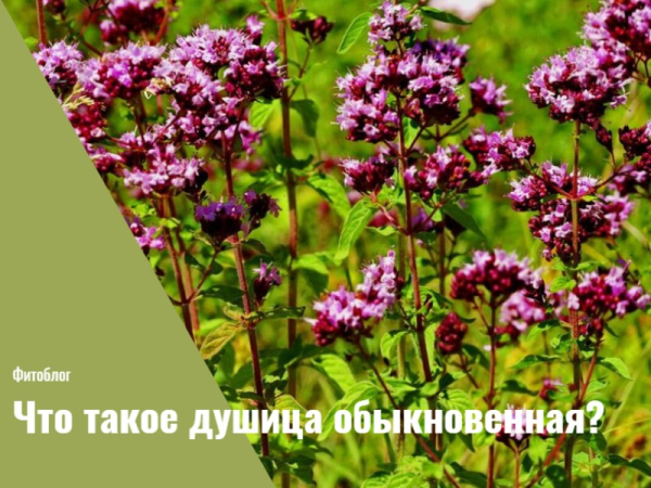 Влияние душицы на потенцию: польза и вред для мужчин