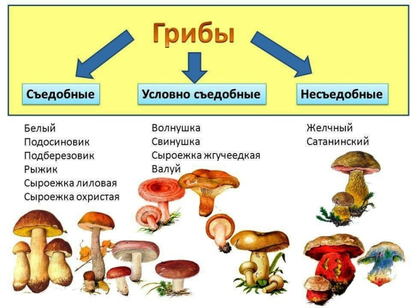 Симптомы и лечение отравления шампиньонами