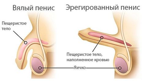 Что такое &laquo;эрекция&raquo;, какой она бывает, как появляется &mdash; что нужно знать мужчине