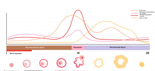 На какой день цикла сдаются анализы на прогестерон