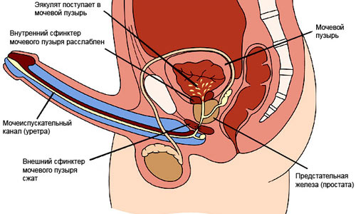 Густая сперма в виде желе: причины и лечение у мужчин