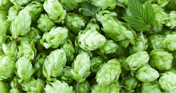 Шишки хмеля &ndash; безобидное народное средство для укрепления потенции