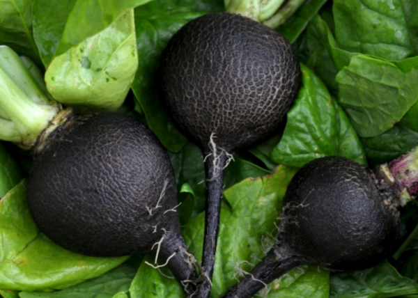 Черная редька: полезность для мужчин, влияние на потенцию и организм