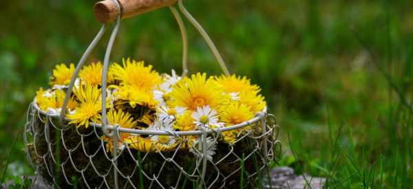 Одуванчики &ndash; как мужчине использовать растение для потенции