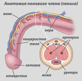 Болезнь Пейрони &ndash; причины, симптомы и лечение