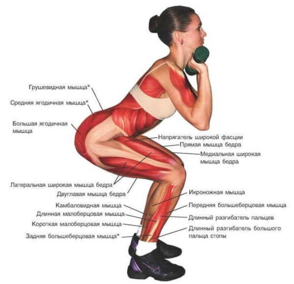 7 пунктов: полезность приседаний для мужчин, вред и влияние на потенцию