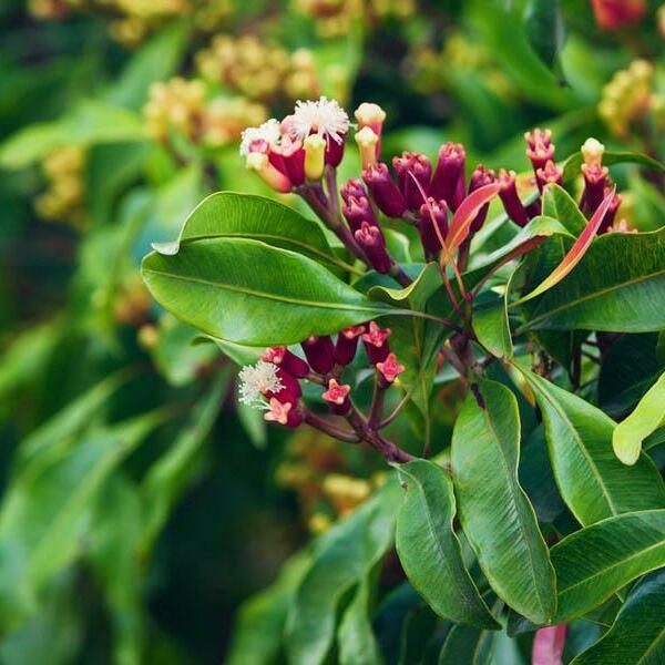 Гвоздика &ndash; мощный растительный ингредиент для поддержания мужской потенции