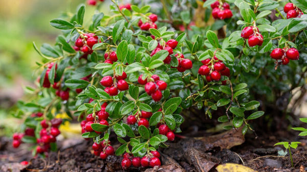 Брусника для организма и потенции мужчины: польза и вред, рецепты, отзывы