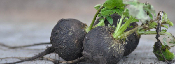 Черная редька: полезность для мужчин, влияние на потенцию и организм