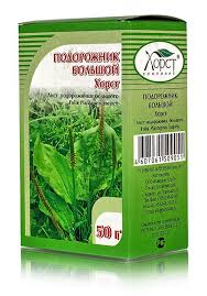 Подорожник &mdash; эффективное средство от мужской импотенции