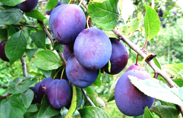 Влияние сливы на организм мужчины: польза и вред, влияние на потенцию