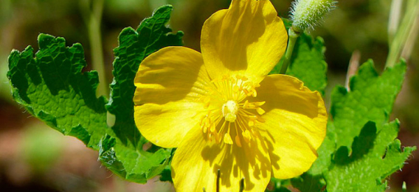 Как принимать чистотел при простатите, аденоме и раке предстательной железы