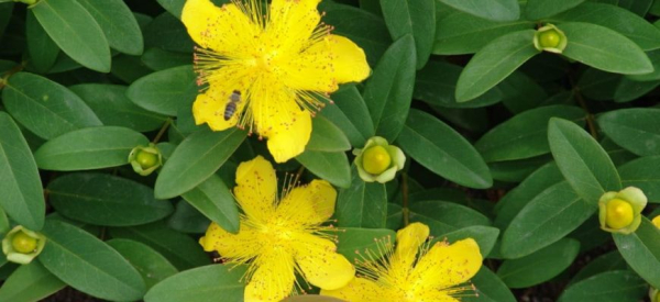 Зверобой для мужчин: влияние на потенцию, рецепты для эрекции