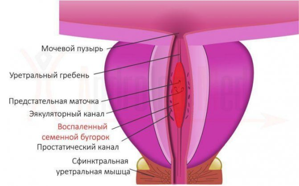 Химический состав спермы: польза и вред для женщин от мужского эякулята