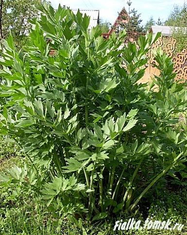 Любисток &mdash; целебное растение для лечения импотенции