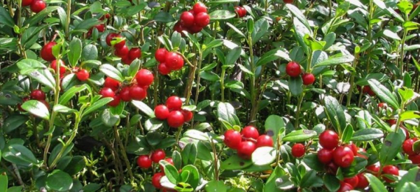 Брусника для организма и потенции мужчины: польза и вред, рецепты, отзывы