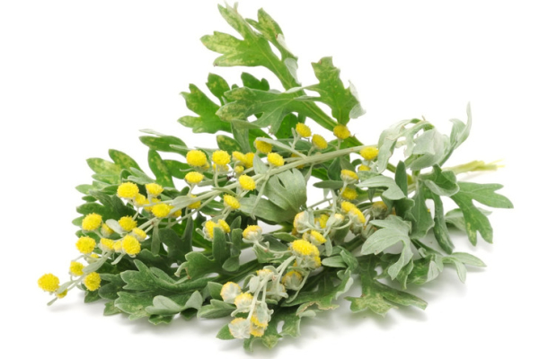 Простатит полынью горькой: свойства и применение для мужчин