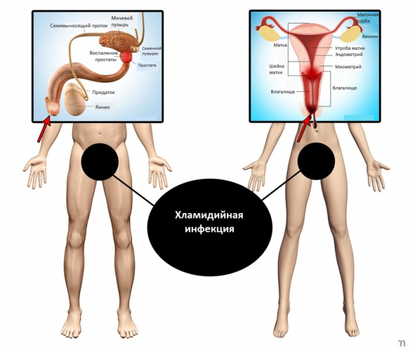Можно ли заразиться хламидиозом через слюну?