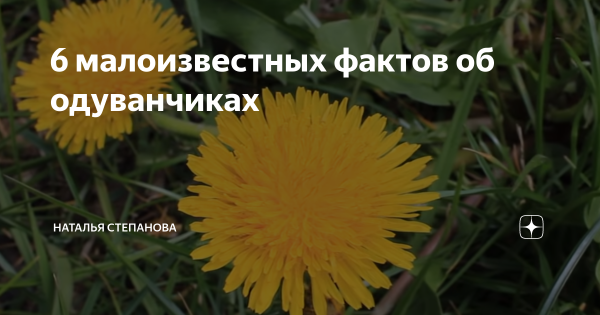 Одуванчики &ndash; как мужчине использовать растение для потенции