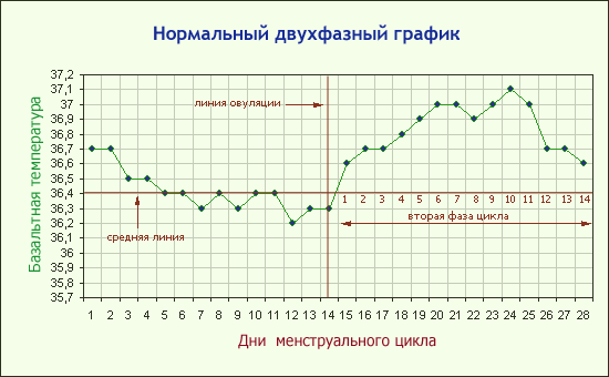 Базальная температура: график, фазы и нормы