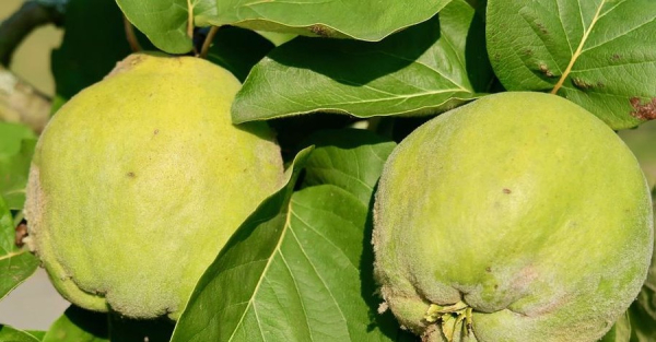 Айва для организма и потенции мужчины &mdash; польза и вред от употребления