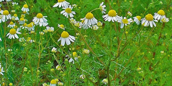 Определение простатита и лечение с помощью ромашки: отвары и клизмы для мужчин