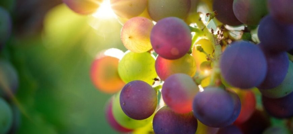 Виноград &mdash; полезный продукт для мужчин: влияние на потенцию и организм