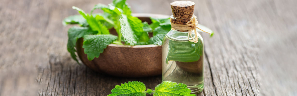 Мелисса &mdash; растение успокаивающее, полезное для мужской потенции