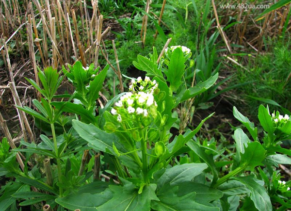 Ярутка &mdash; полезные свойства, вред и противопоказания для мужчин