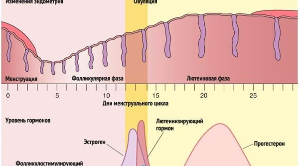 Базальная температура: график, фазы и нормы